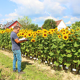 Auswertung Sonnenblumenversuch