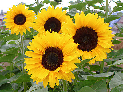 GoldenLeaf_Web_Produkte.jpg  