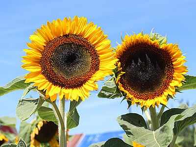 Schnittgold_Web_blumenbaer.jpg  