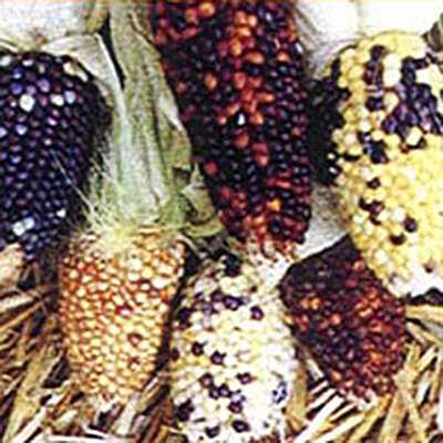 Ziermais_Little_Jewels_Mix.jpg  