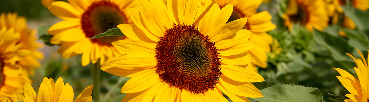 Sonnenblumen_Starseite.jpg  