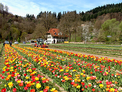 Web_Blumenfelder_Tulpenmix_2017.jpg  