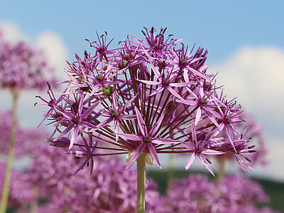 Allium.jpg  