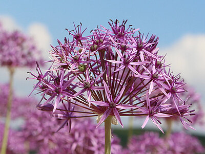 Allium.jpg  