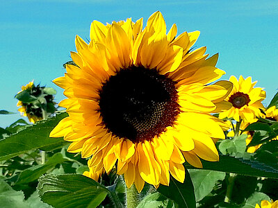 GoldeneyeWeb.jpg  
