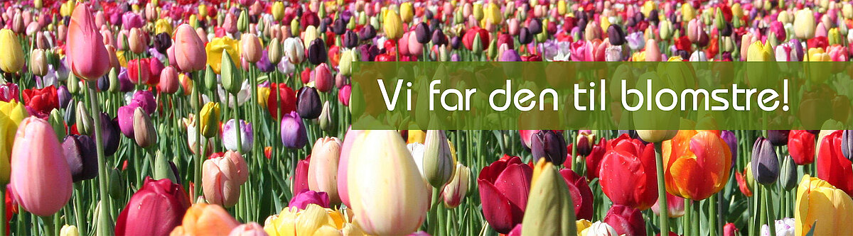 Tulpen_daenisch.jpg  