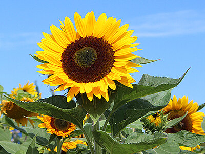 SunrichOrangeDMR_Web_blumenbaer.jpg  