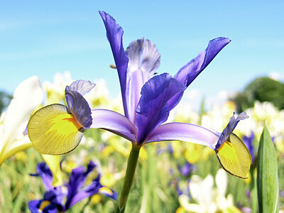 Iris_Blue.jpg  