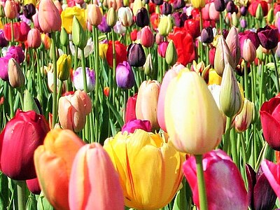 Tulpen_1248__4_.JPG  