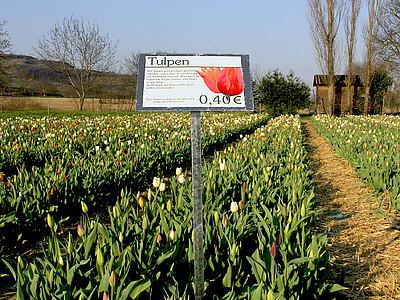 TulpenInfotafel.jpg  