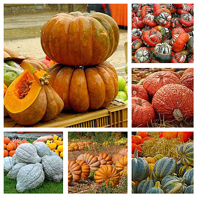 Grossfruechtige_Mischung_collage.jpg  