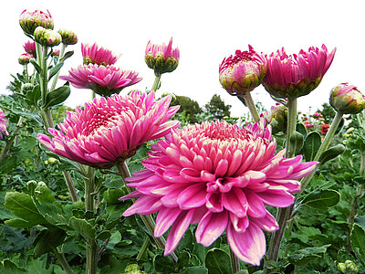 Galerie_Chrysanthemen.jpg  