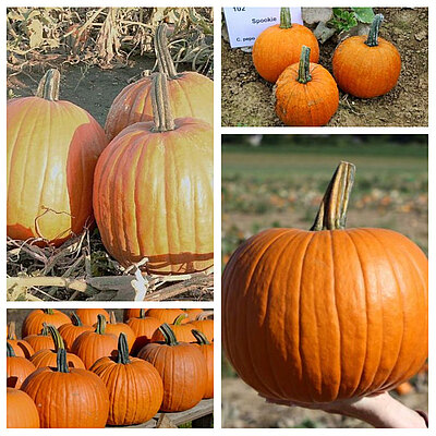 Halloween_collage.jpg  
