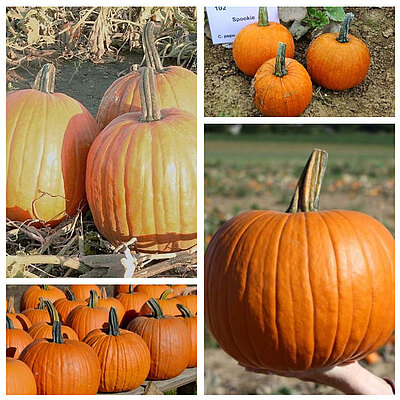 Halloween_collage.jpg  