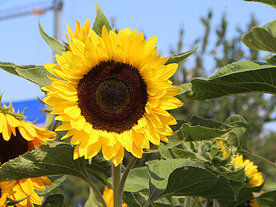 SunrichLemon_Web_Produkte.jpg  
