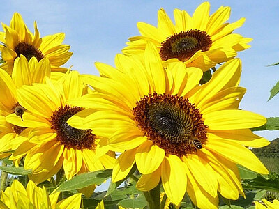 Doypack_Sonnenblumen.jpg  