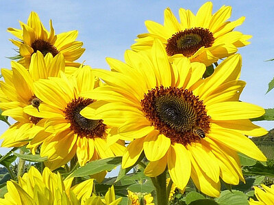 Doypack_Sonnenblumen.jpg  