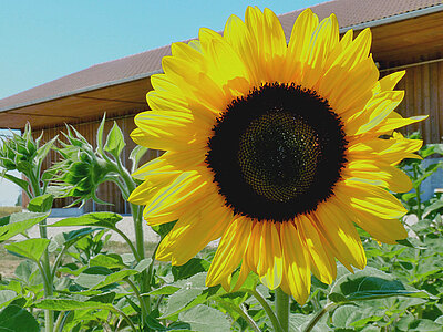 Tourmandine_blumenbaer.jpg  