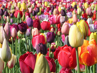 TulpenMix.jpg  