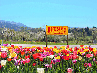 Galerie_Blumenfelder.jpg  