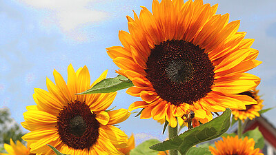 Insta_saatwerk_sunflower_blumenbaer.jpg