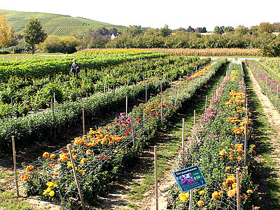 Ebringen_11.10.15__53_.JPG  