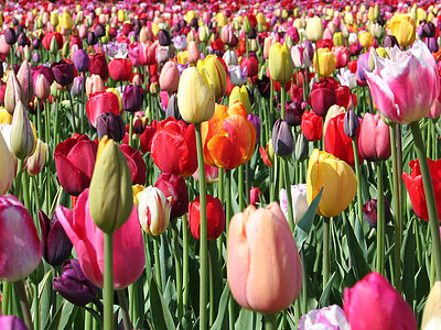 Tulpen_HerbstpflanzungWeb.jpg  