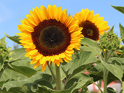 SunbrightSupreme_Web_Produkte.jpg  