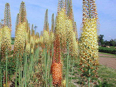 Eremurus.jpg  