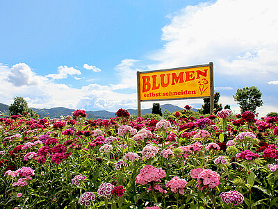 BlumenfeldWeb.jpg  