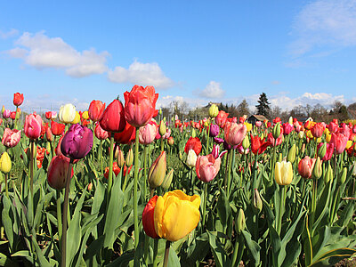 Staufen_06.04.16__16_.JPG  
