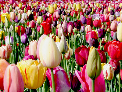 Tulpen_Herbstpflanzung.jpg  