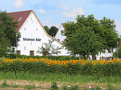 Web_Produkte_Sonnenblumen.jpg  