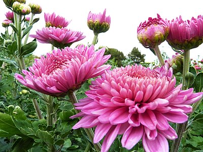 Chrysanthemen_09.2014_P1060847.JPG  