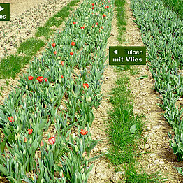 Die Verfrühung der Tulpenblüte mit Vlies