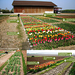 Einzelsorten auf unserem Versuchsfeld