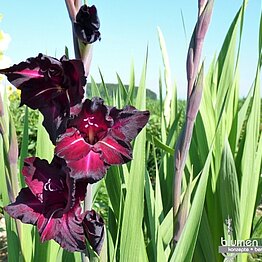 Elegante Neuzüchtungen