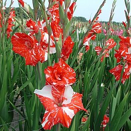 Exklusive Sortenauswahl