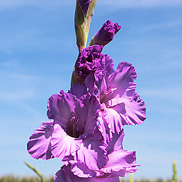 Gladiole Milka