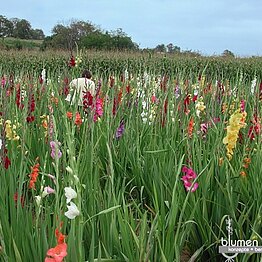 Gladiolen bleiben ein Kundenmagnet