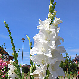Großblütige Edelgladiole