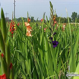 Kräftige Pflanzen garantieren den Erfolg