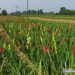 Mischung mit über 60 verschiedenen Sorten