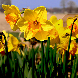 Narzissen Versuchsfeld