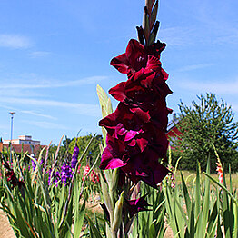 Sehr dunkle Edelgladiole