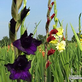 Von dunkellila bis weiß - Für jeden etwas dabei!