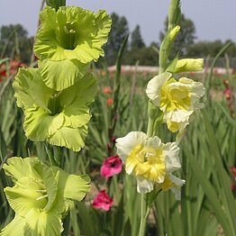 Wir führen klassische Sorten
