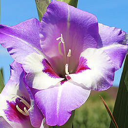 Wunderschöne Blüten 