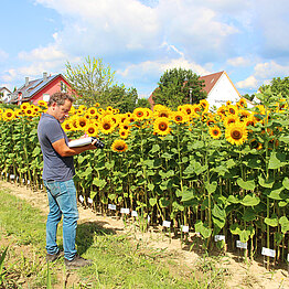 Auswertung Sonnenblumenversuch