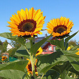 Eigene Züchtung: Resistente Sorten